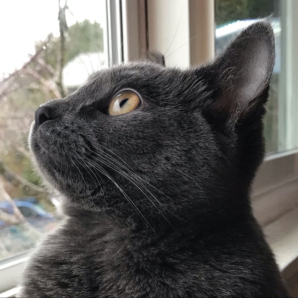 Meet your Posher, Olivia